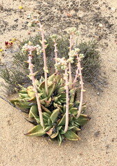 Dudleya acuminata
