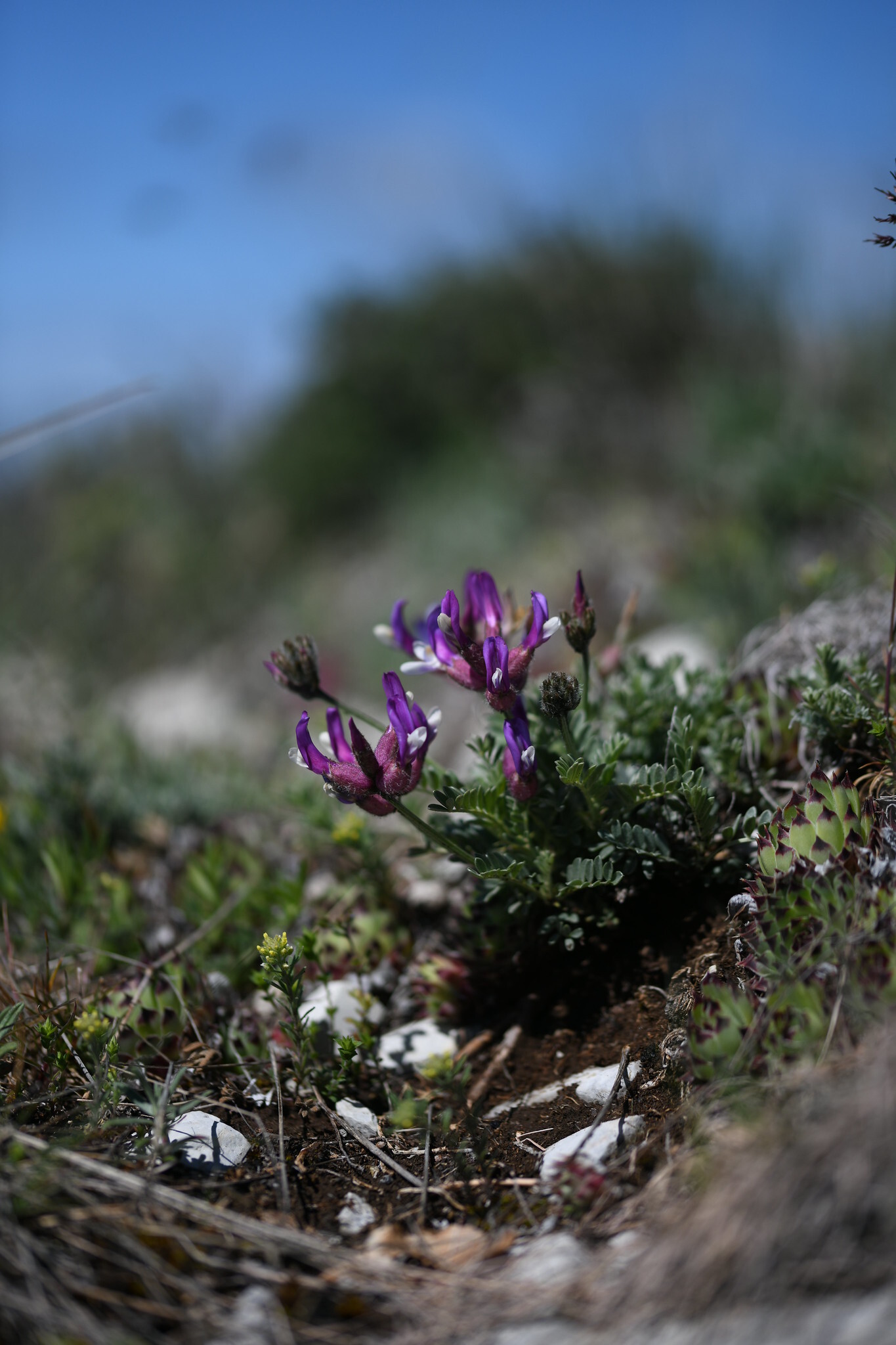 Inflated Milk-Vetch (Astragalus vesicarius)