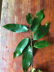 Guatteria amplifolia