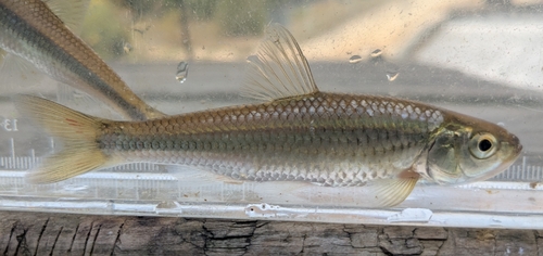 Striped Shiner, photo 5 of 7
