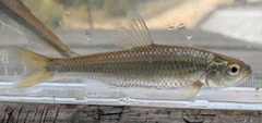 Striped Shiner photo 5