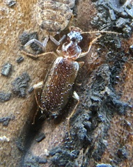 Dromius