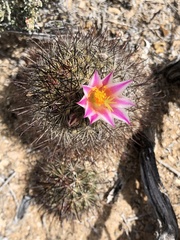 Cochemiea blossfeldiana, photograph (c) Rosario Douglas, some rights reserved (CC BY)