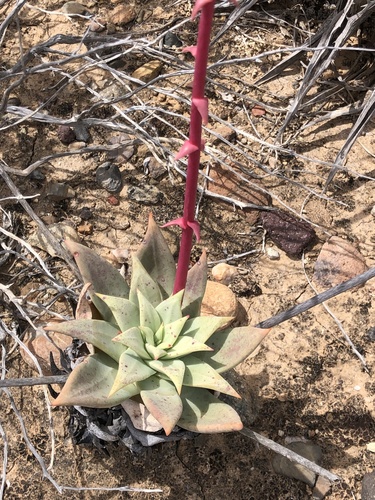 Gates' Liveforever (Dudleya gatesii)