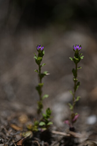 Venus'-looking-glass (Legousia hybrida)