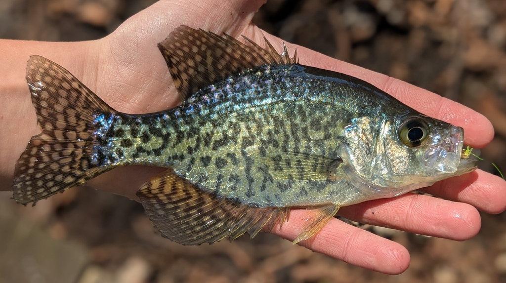 Black Crappie
