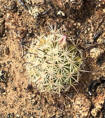 Cochemiea blossfeldiana, photograph (c) Rosario Douglas, some rights reserved (CC BY)