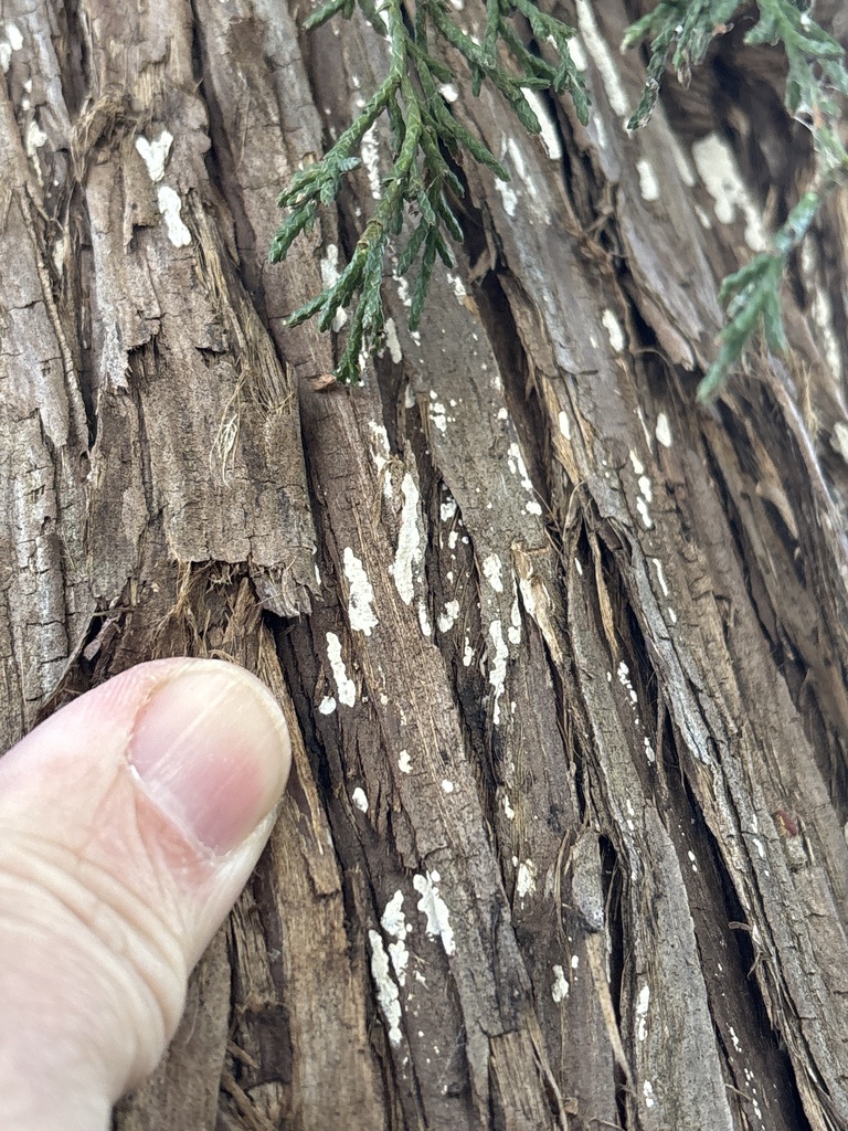 Dendrothele nivosa · December 2025 · photo: © sambiology (iNaturalist, cc-by)