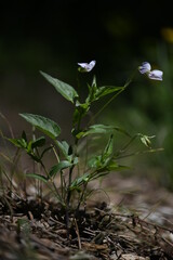 Viola jordanii, photograph (c) Flavien Saboureau, some rights reserved (CC BY)