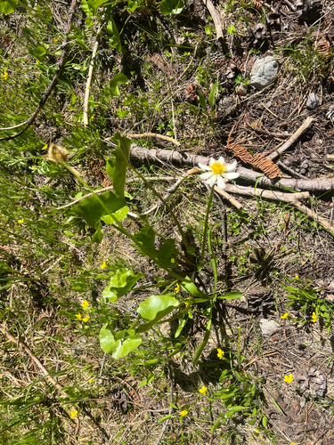 white marsh marigold (Caltha leptosepala)