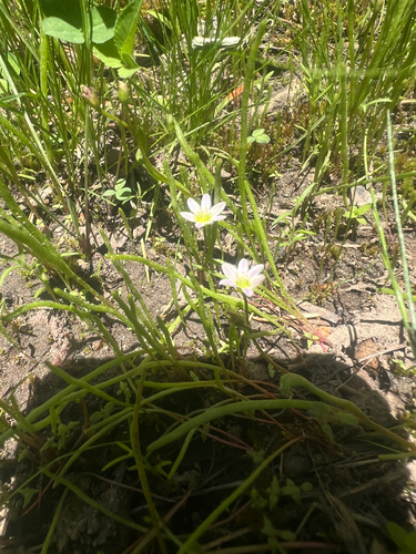 threeleaf lewisia (Lewisia triphylla)