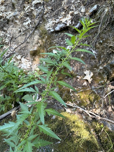 Durango root (Datisca glomerata)