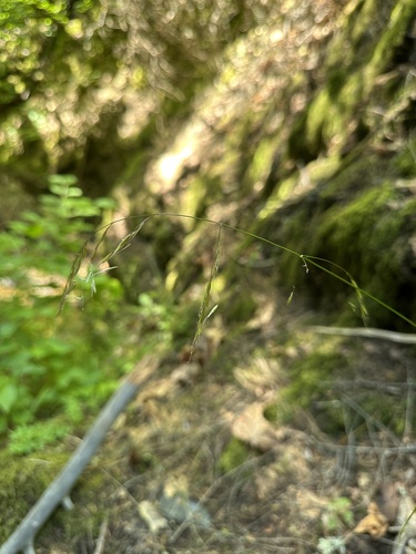 crinkle-awn fescue (Festuca subuliflora)