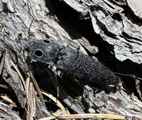 Western Eyed Click Beetle photo 4