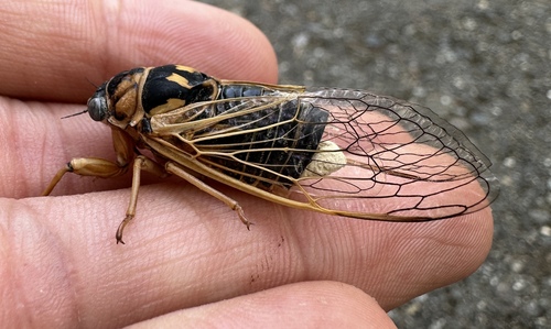 Okanagana vandykei