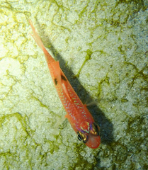Apogon maculatus