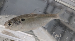 Gizzard Shad photo 2