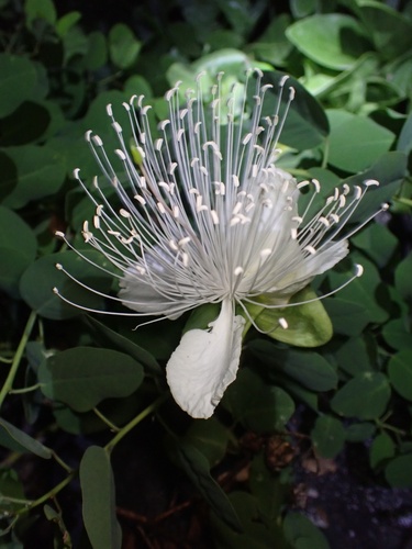 Maiapilo (Capparis sandwichiana)