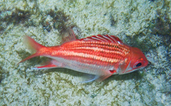 Neoniphon vexillarium