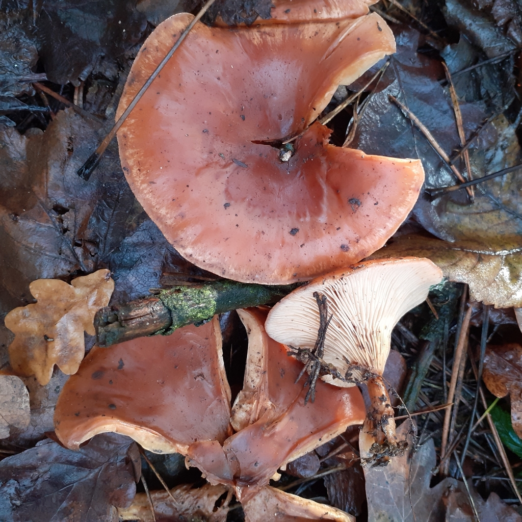 Paralepista flaccida · December 2025 · photo: © bogsuckers (iNaturalist, cc-by)