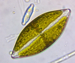 Neidium tumescens