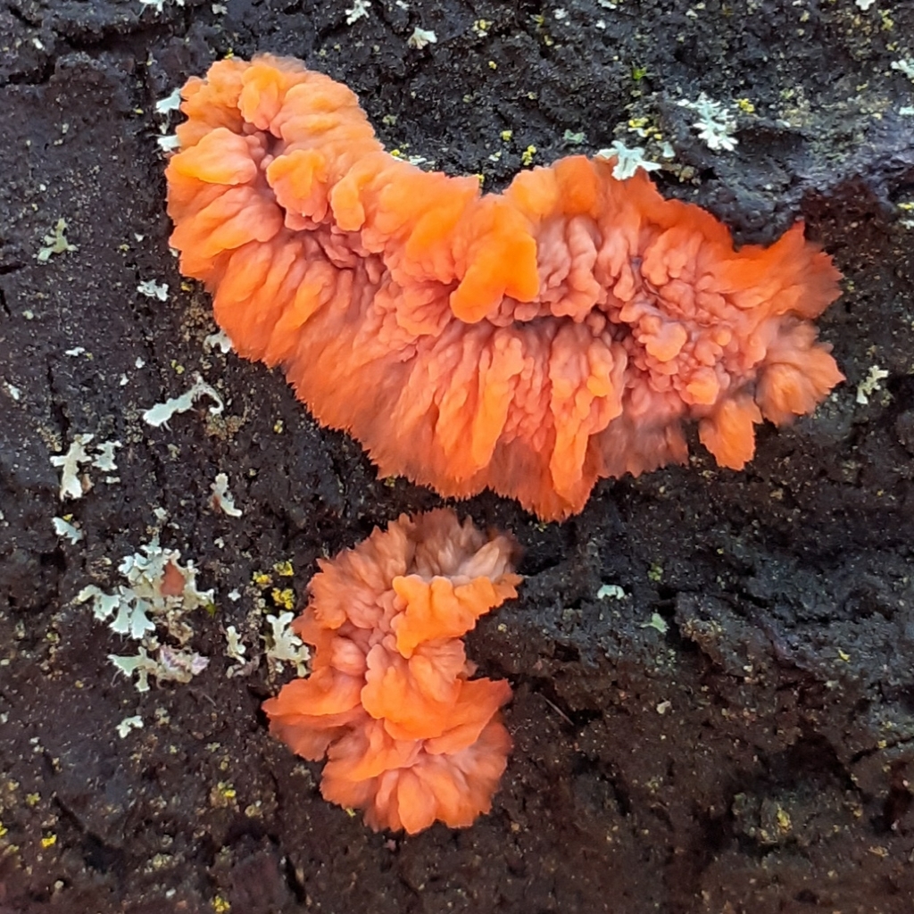 Phlebia radiata · December 2025 · photo: © bogsuckers (iNaturalist, cc-by)