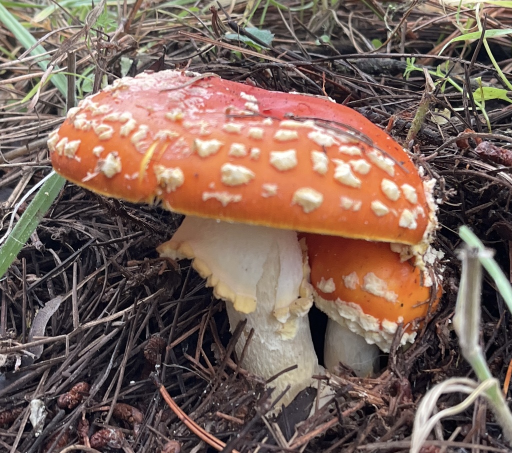 Amanita muscaria flavivolvata · December 2025 · photo: © joqatana (iNaturalist, cc-by)
