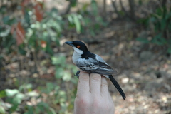 Dryoscopus gambensis