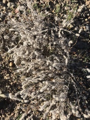 Johnstonella