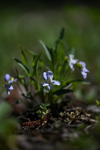 Meadow Violet (Viola pumila)