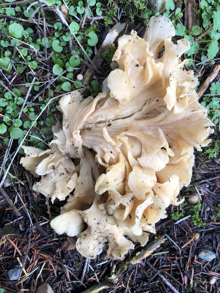 Sparassis radicata · December 2025 · photo: © accipiter56 (iNaturalist, cc0)
