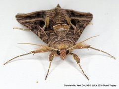 Autographa flagellum