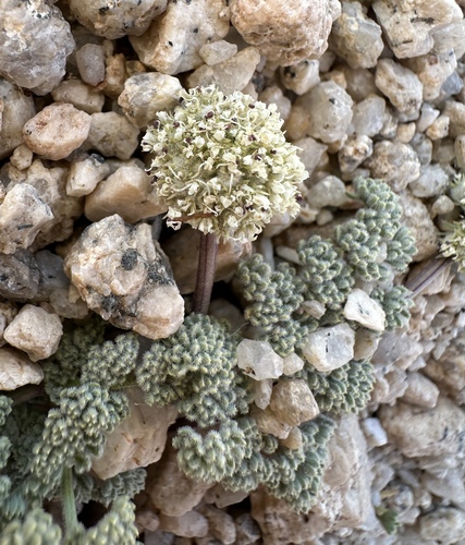 pygmy mountain-parsley (Oreonana clementis)