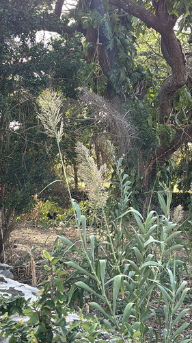 Arundo donax observed 2025-11-01