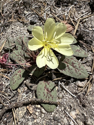 Woodyfruit Evening Primrose (Oenothera xylocarpa)