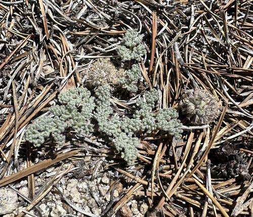 woolly mountain-parsley (Oreonana vestita)