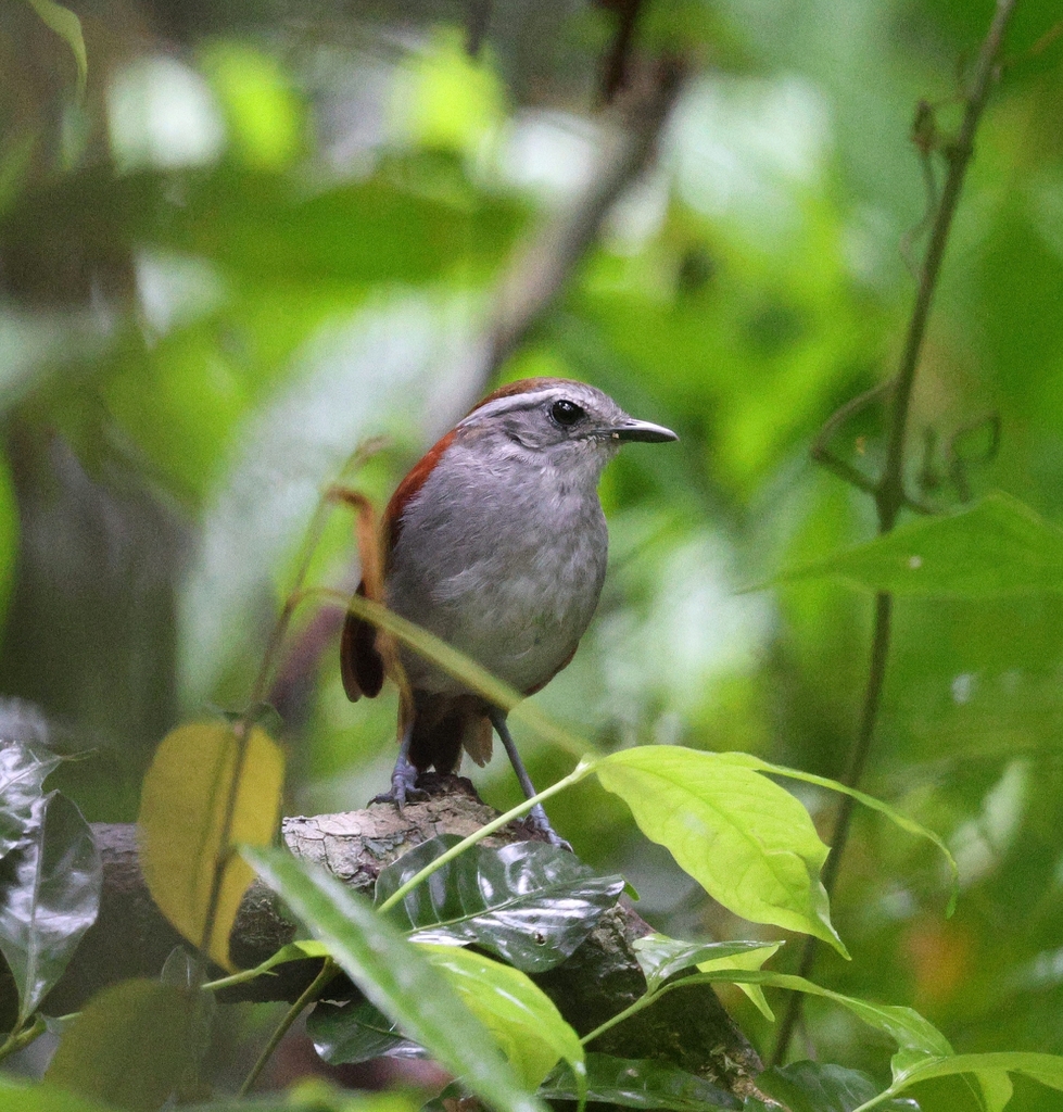 Black-bellied Gnateater