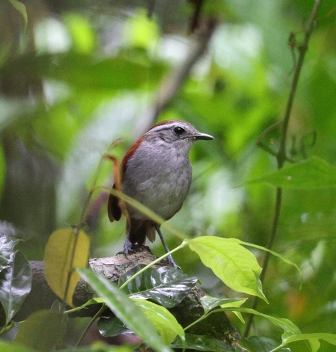 Black-bellied Gnateater