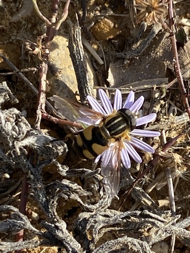Unknown species found near Denton, TX, USA