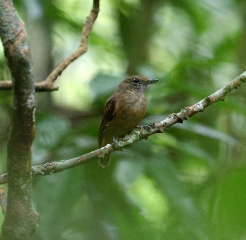 Saturnine Antshrike