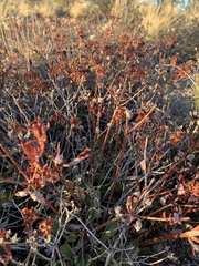 Eriogonum wootonii