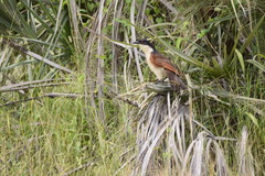 Centropus cupreicaudus