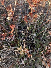 Eriogonum wootonii