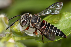 Coelioxys