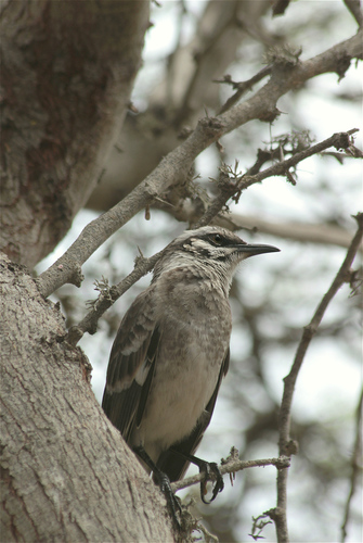 Long-tailed Mockingbird