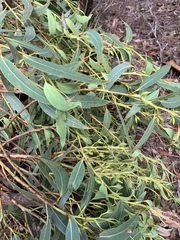 Eucalyptus planchoniana