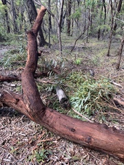 Eucalyptus planchoniana