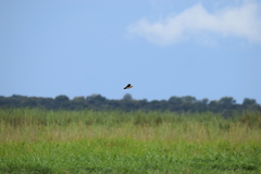 Nettapus auritus