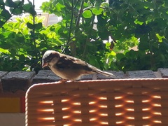 Passer domesticus
