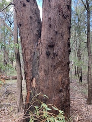 Eucalyptus planchoniana